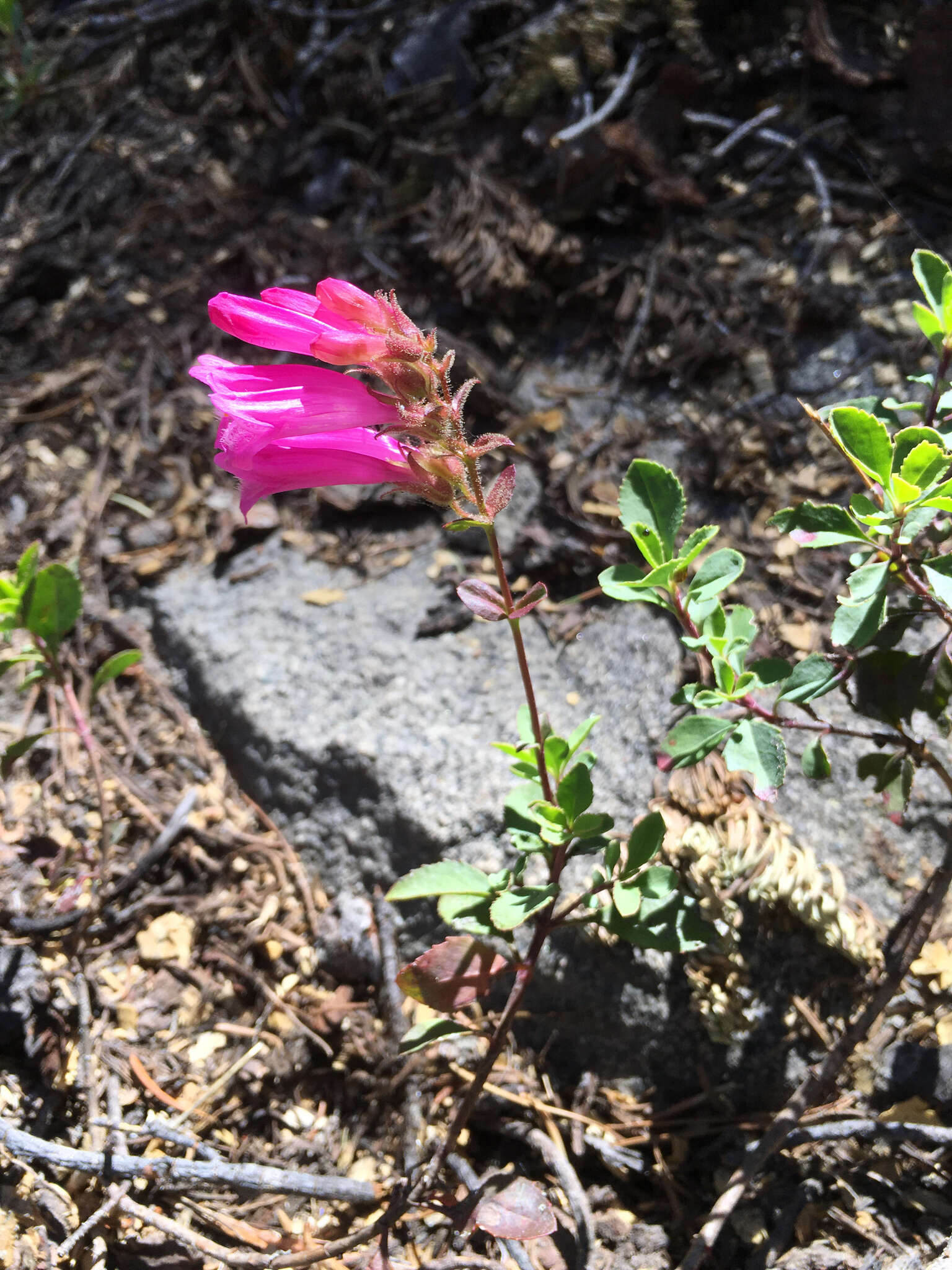 Слика од Penstemon newberryi Gray