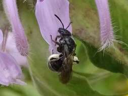 Image de Dufourea monardae (Viereck 1924)