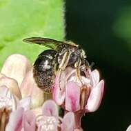 Plancia ëd Lasioglossum pectorale (Smith 1853)