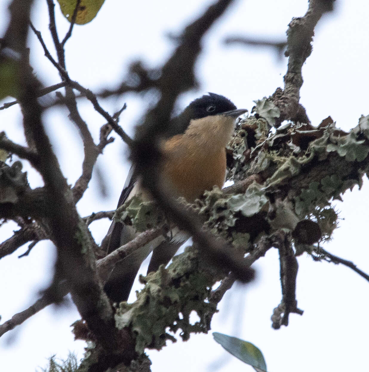 Image of Yellow-bellied Hyliota