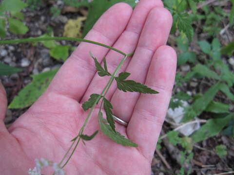 Image of Japanese hedge-parsley