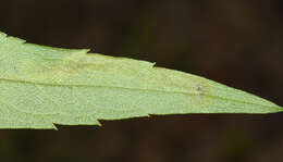 Image of Calycomyza solidaginis (Kaltenbach 1869)