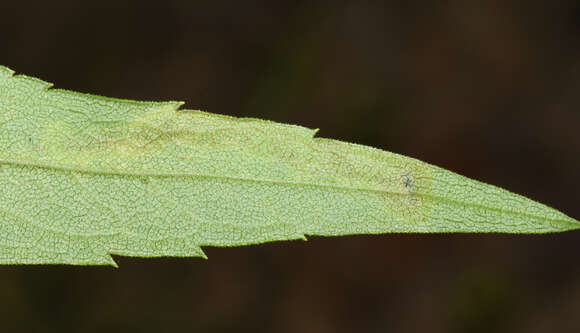 Image of Calycomyza solidaginis (Kaltenbach 1869)