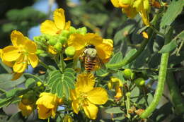 Image of Xylocopa tabaniformis azteca Cresson 1878