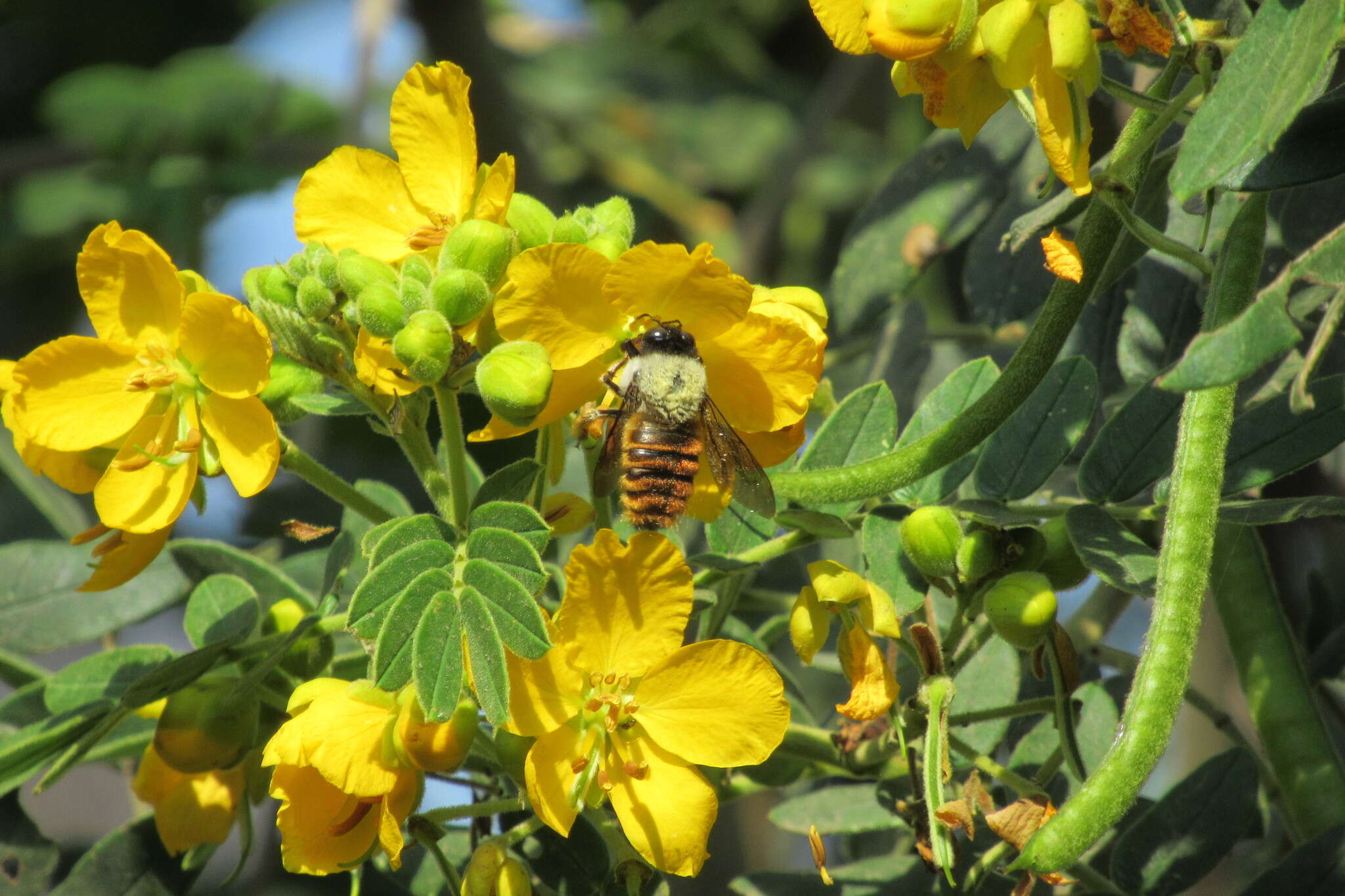 Image of Xylocopa tabaniformis azteca Cresson 1878