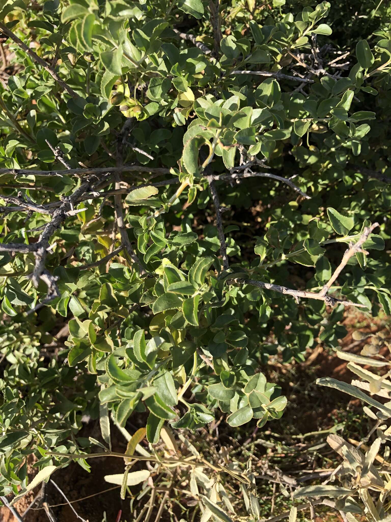 صورة Eremophila serrulata (A. DC.) Druce