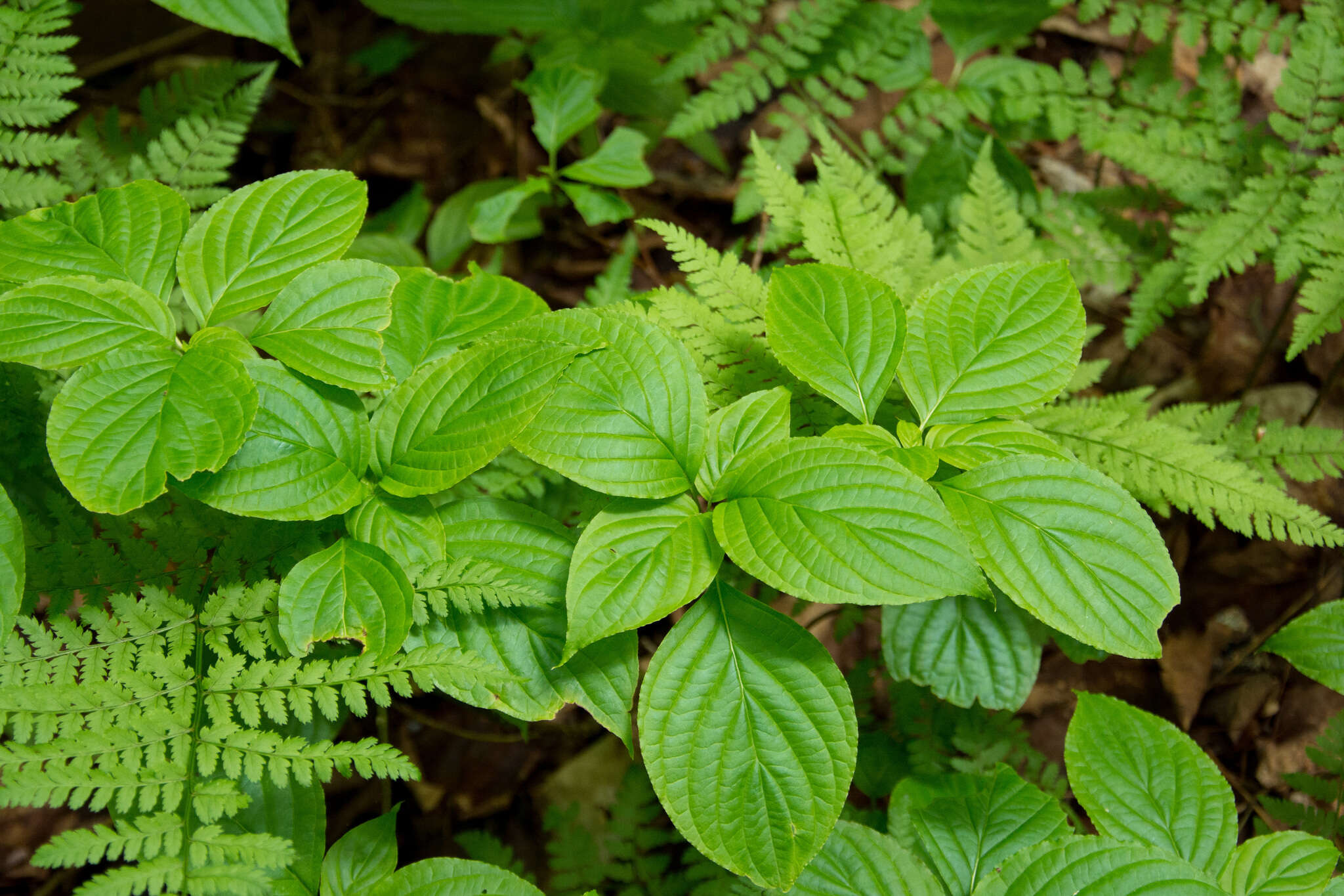 Image of alternateleaf dogwood