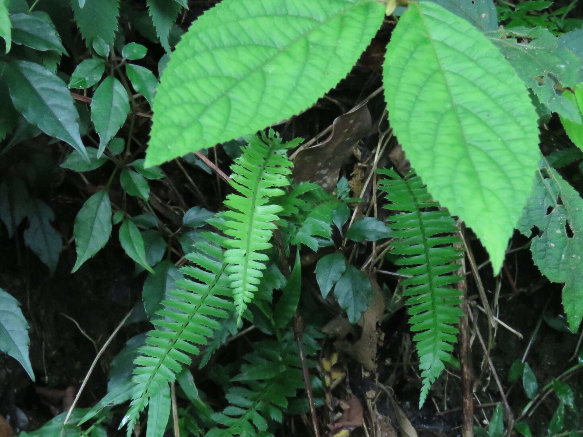 Polystichum hancockii (Hance) Diels resmi