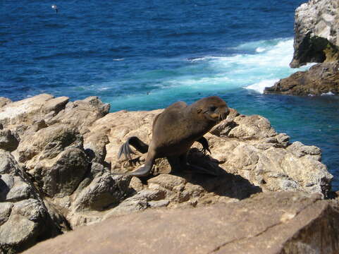 Image of fur seal