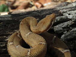 Image of Crotalus willardi silus Klauber 1949