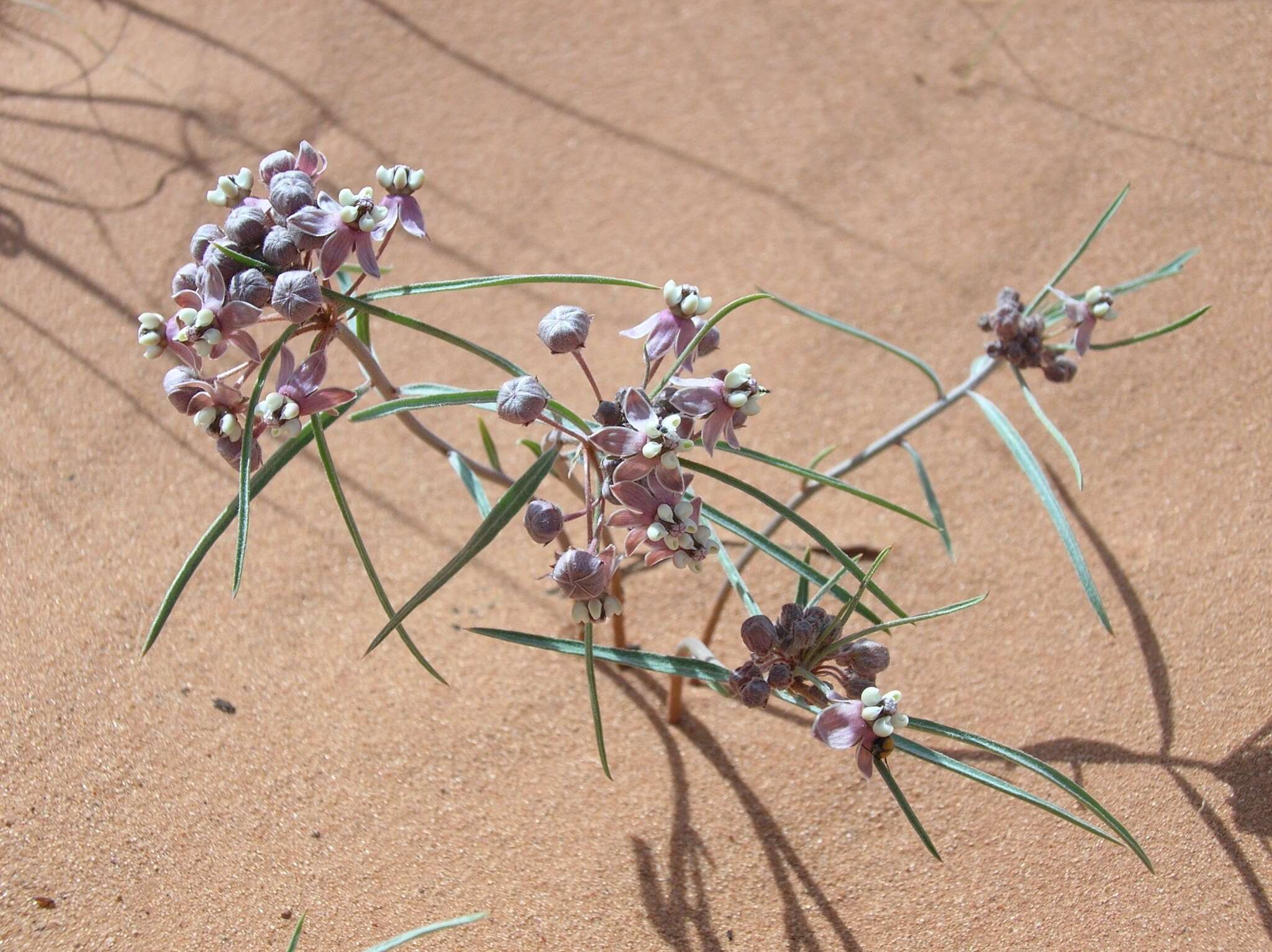 Image of Cutler's milkweed