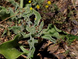 Image of common iceplant