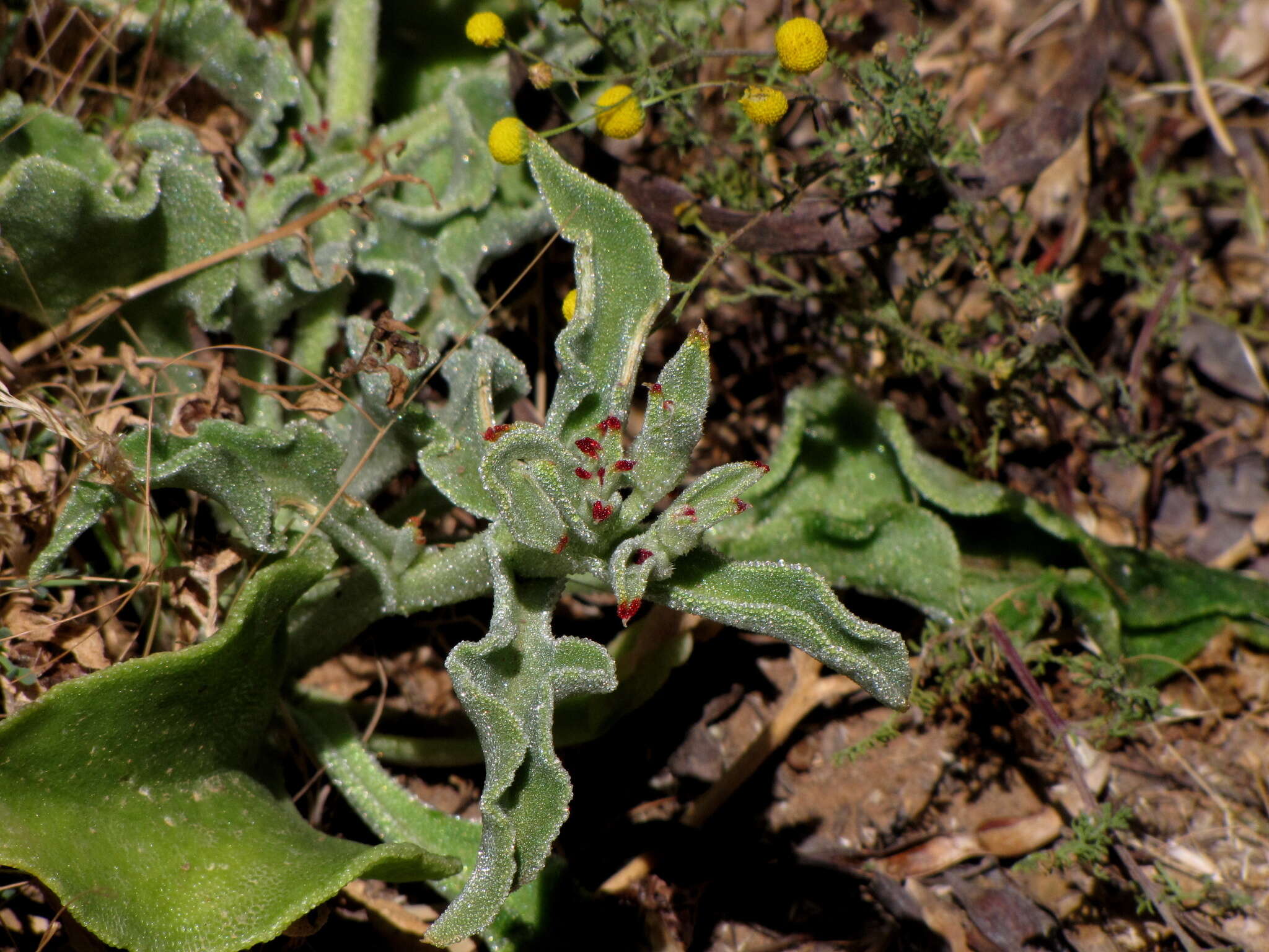 Image of common iceplant