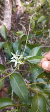 Image of Matelea belizensis (Lundell & Standl.) R. E. Woodson