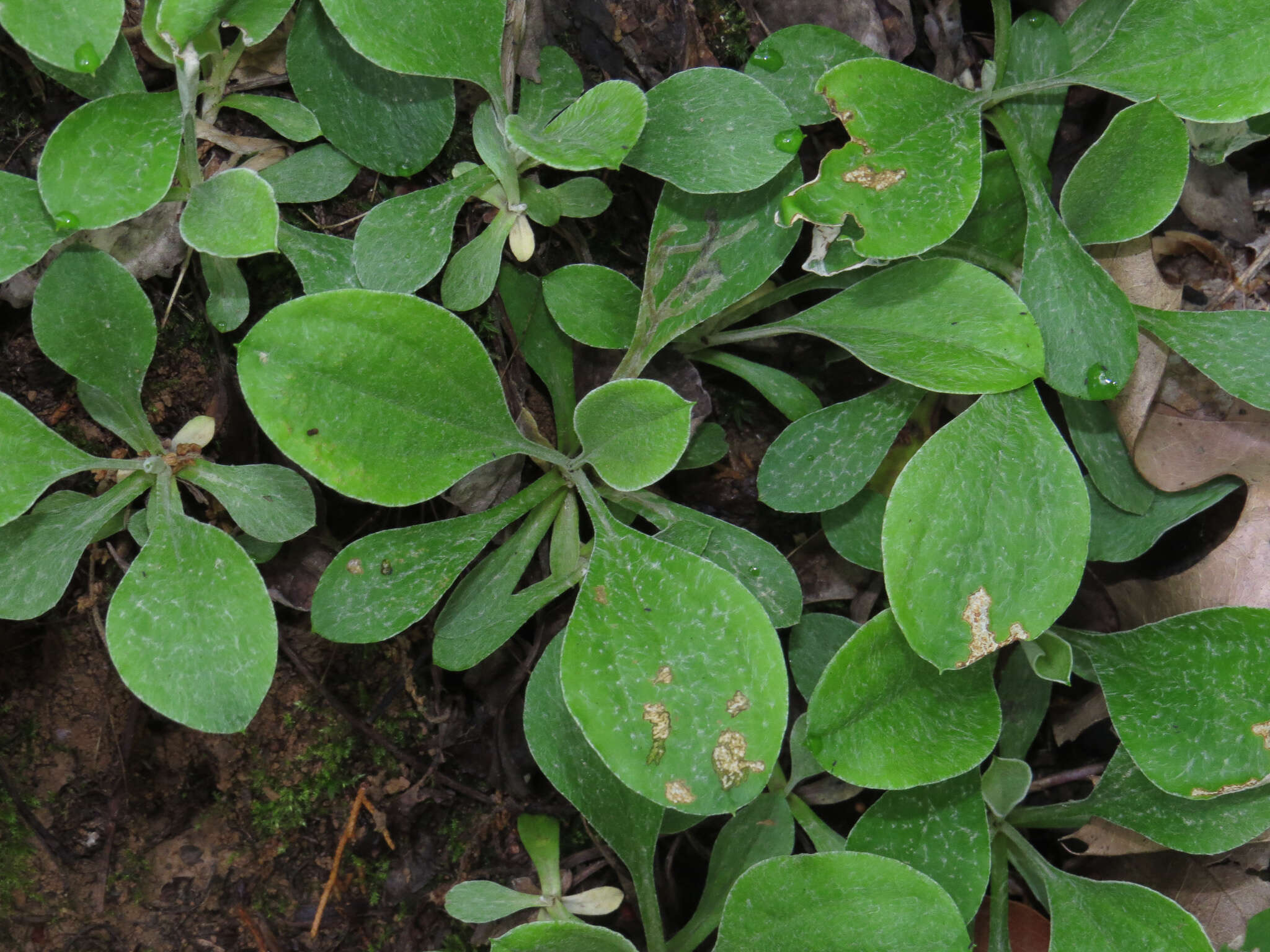 Imagem de Antennaria parlinii Fern.