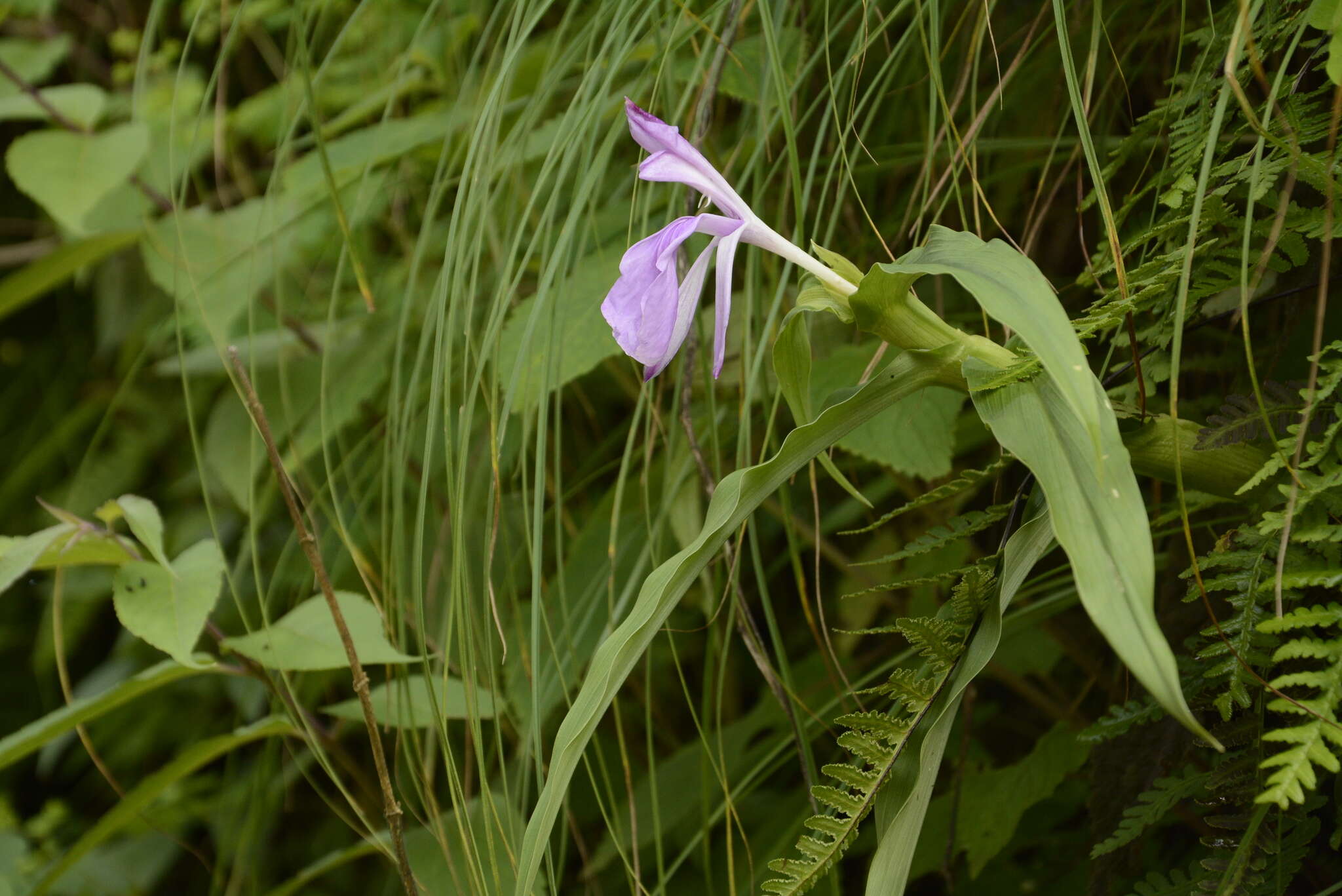 Image of Roscoea purpurea Sm.