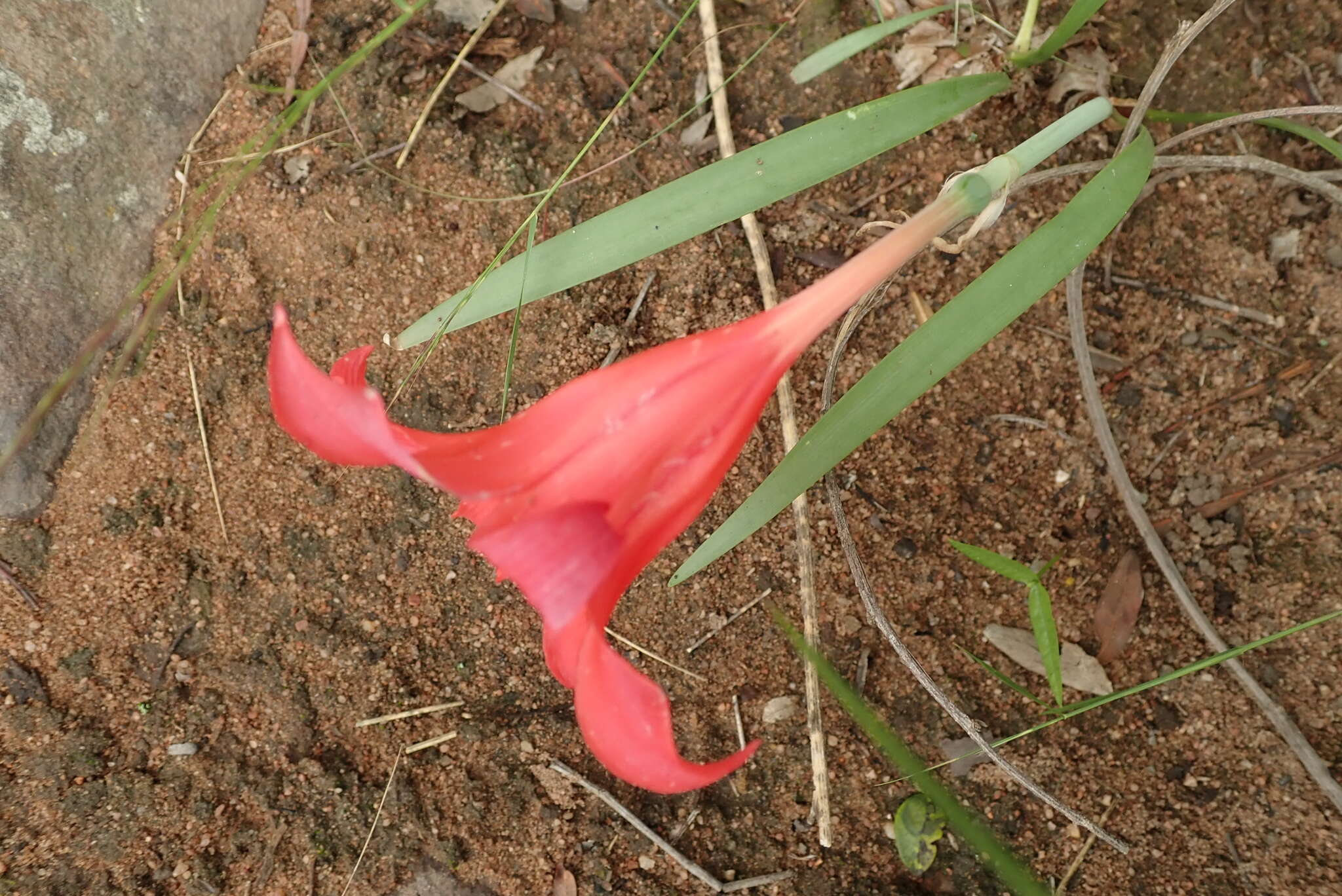 Слика од Cyrtanthus sanguineus (Lindl.) Walp.