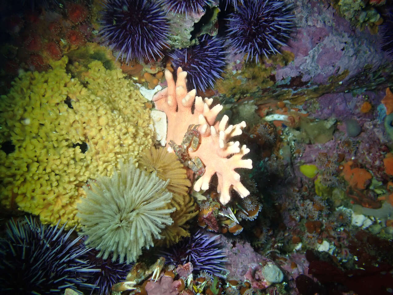 Image of California hydrocoral