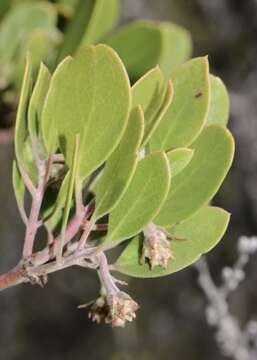 Image of manzanita