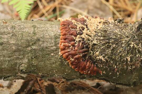 Imagem de Hypocreopsis lichenoides (Tode) Seaver 1910