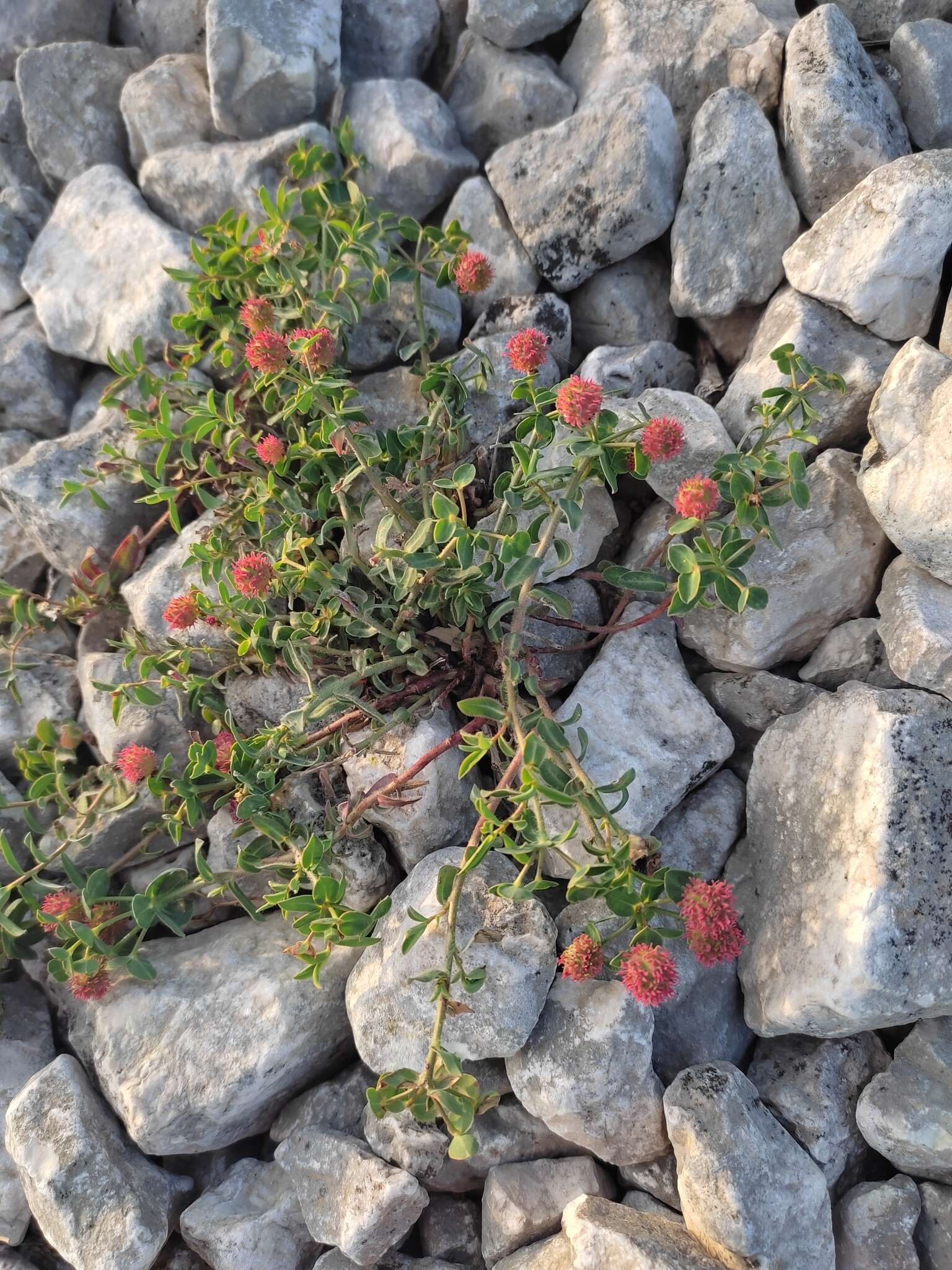 Sivun Euphorbia fragifera Jan kuva