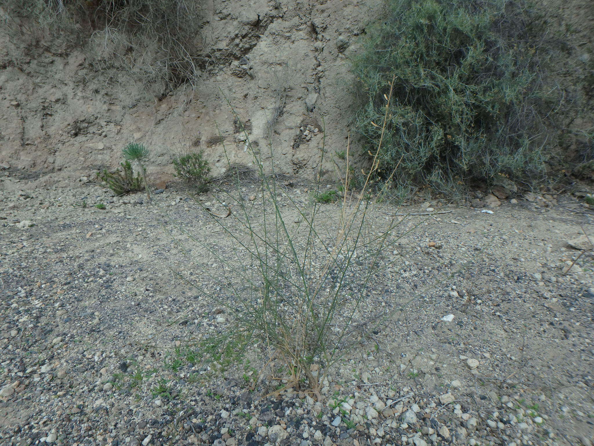 Image of Reseda scoparia Brouss. ex Willd.