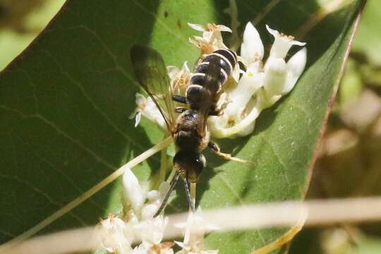 Image of Halictus farinosus Smith 1853