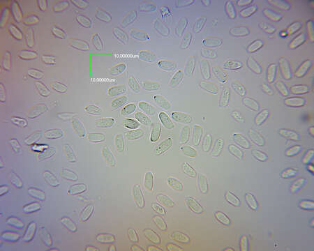 صورة Pleurotus parsonsiae G. Stev. 1964