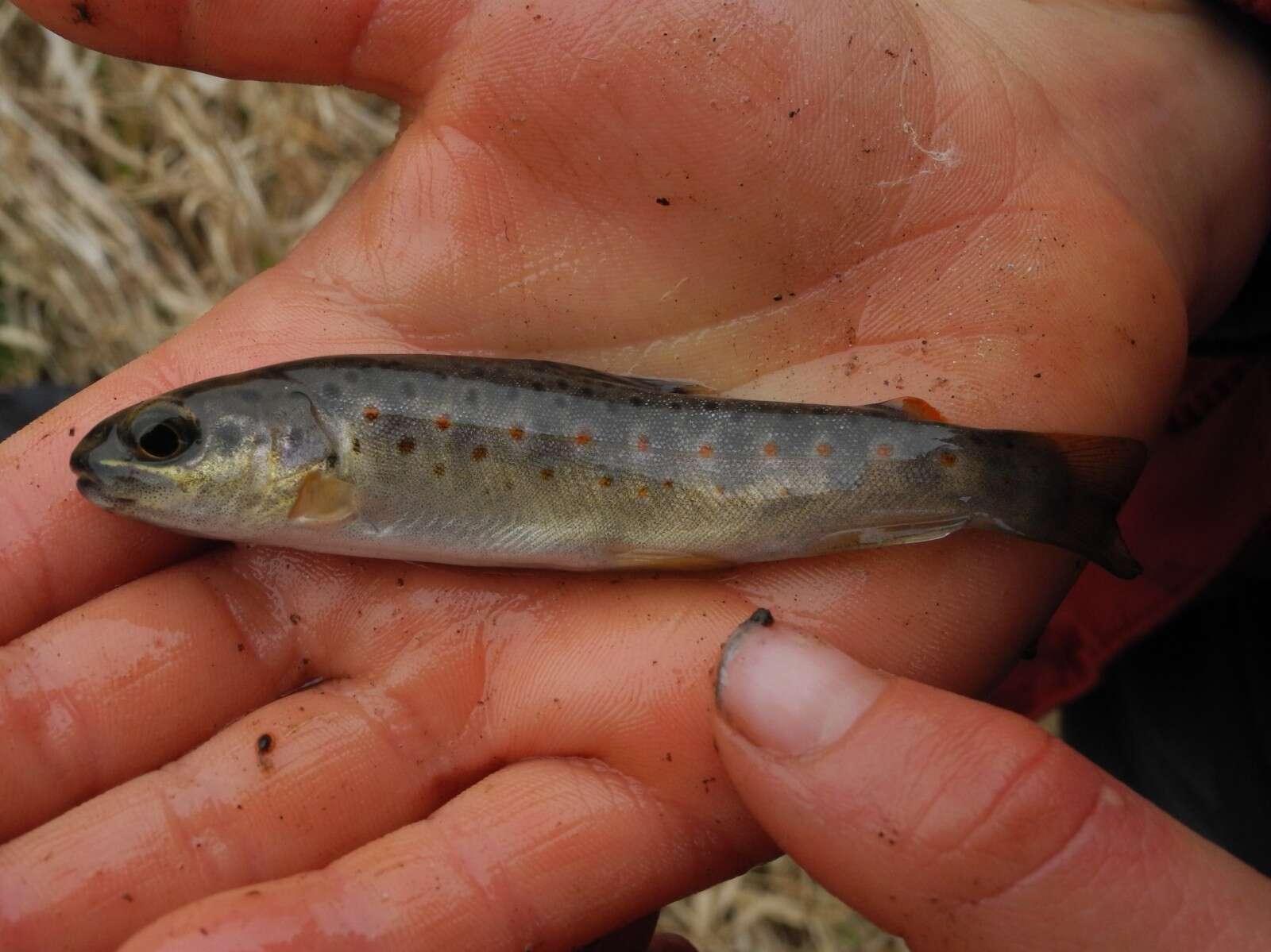 Image of Brown Trout