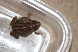 Image of Main's Frog