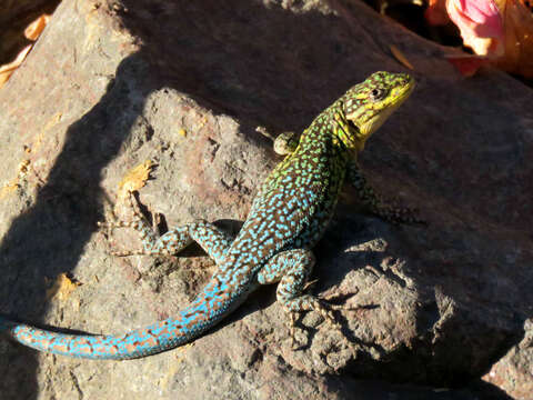 Image of Thin Tree Iguana