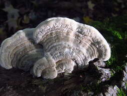 Image of Trametes hirsuta (Wulfen) Lloyd 1924