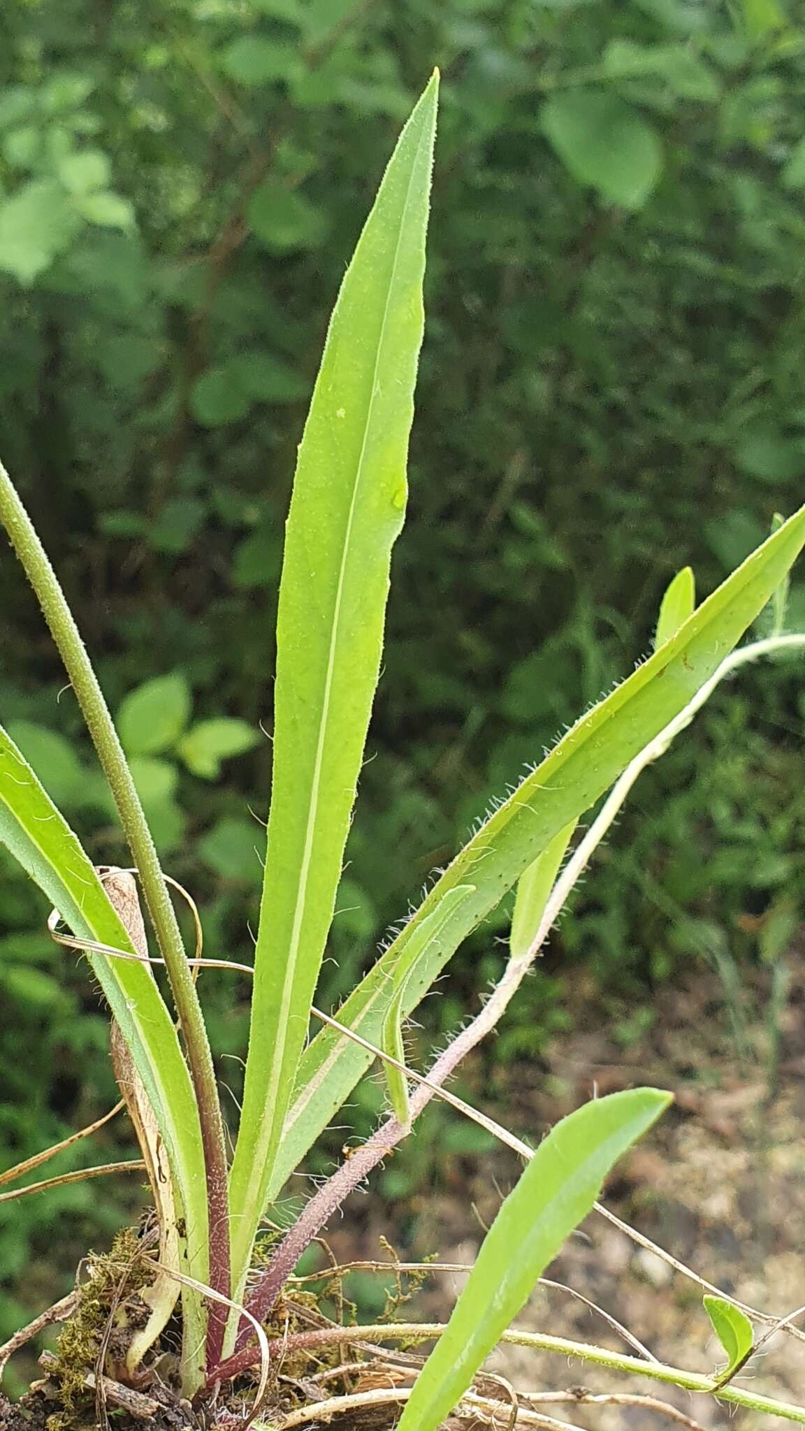 Pilosella bauhini resmi