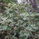 Image of Sideritis canariensis L.