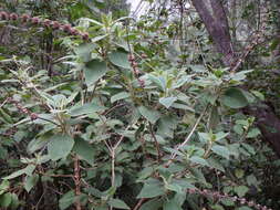 Image of Sideritis canariensis L.