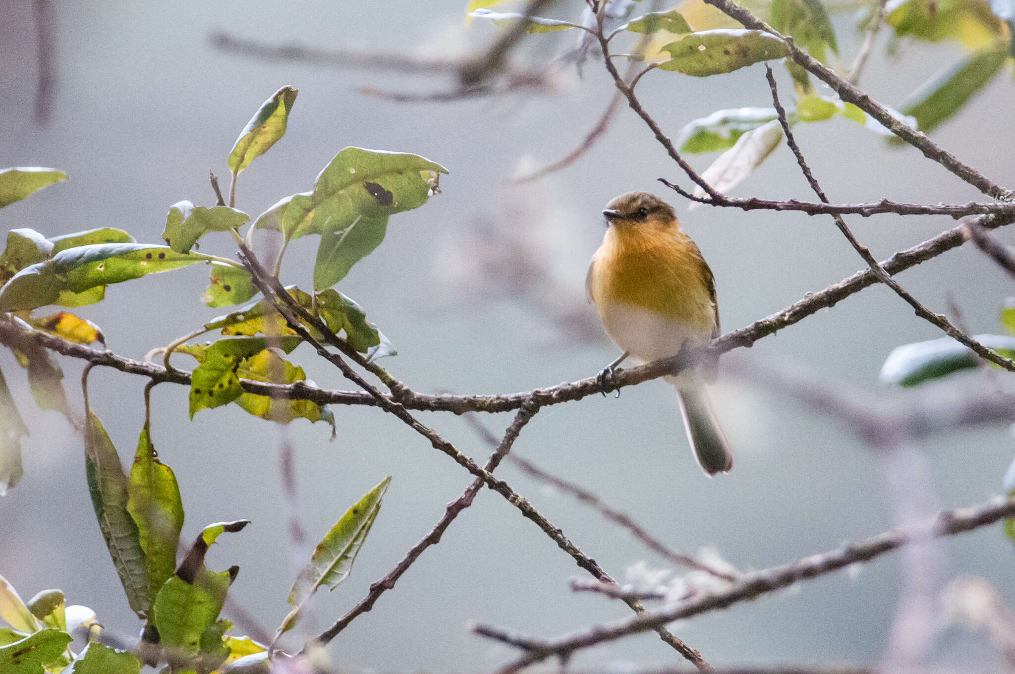 Nephelomyias ochraceiventris (Cabanis 1873)的圖片