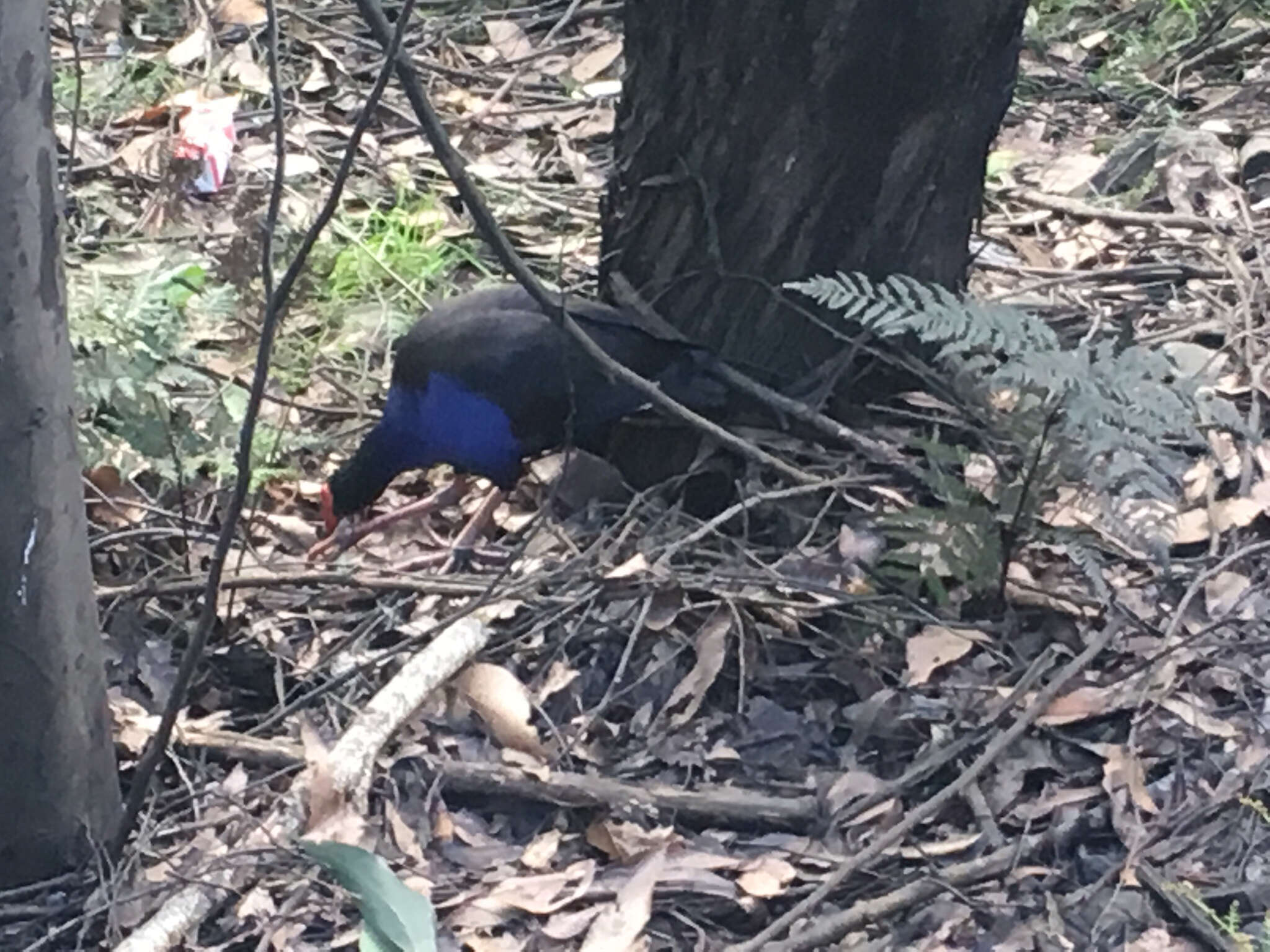 Image of Australasian Swamphen