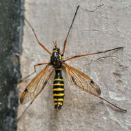 Image of Ctenophora (Ctenophora) flaveolata (Fabricius 1794)