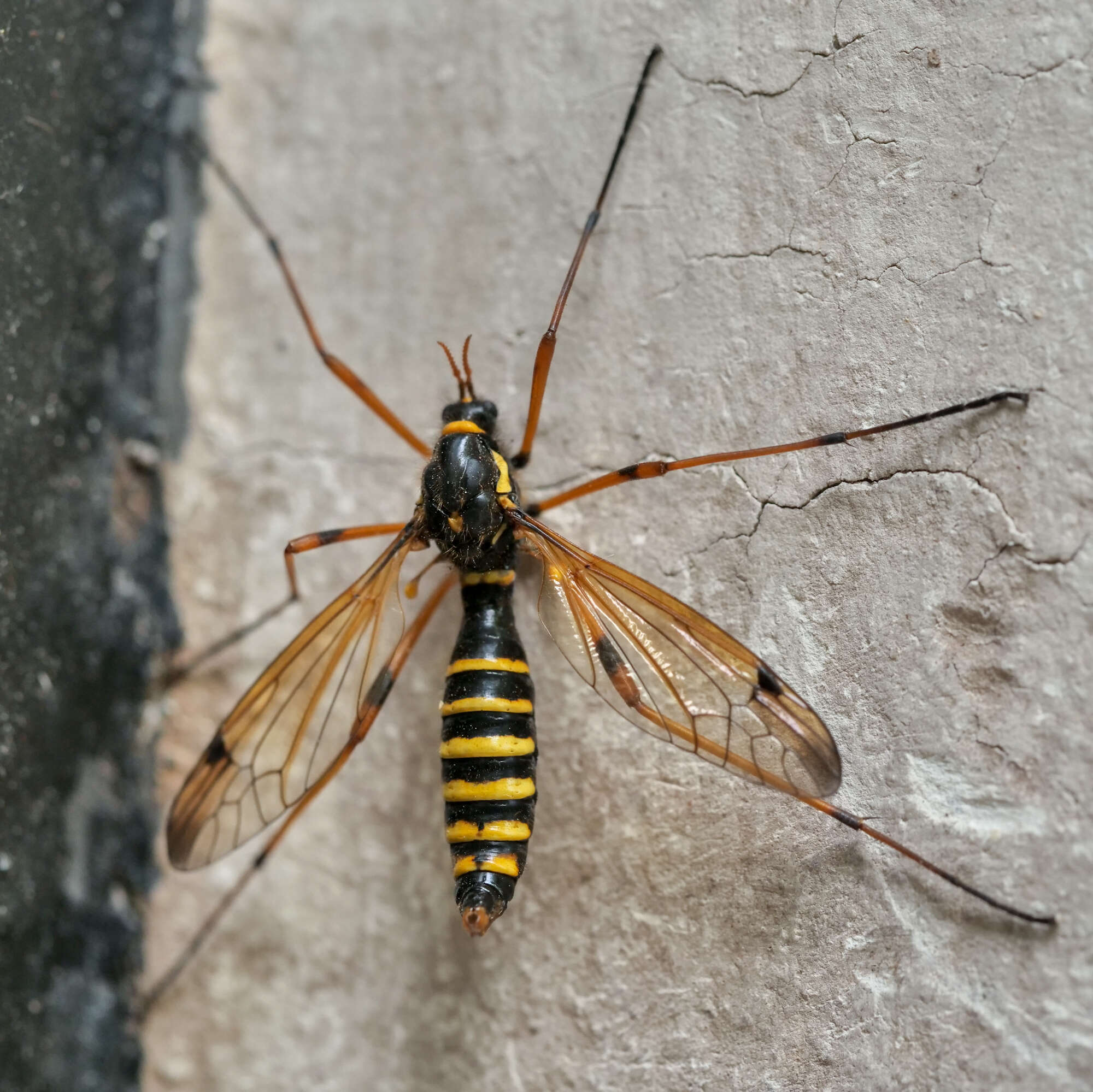 Image of Ctenophora (Ctenophora) flaveolata (Fabricius 1794)