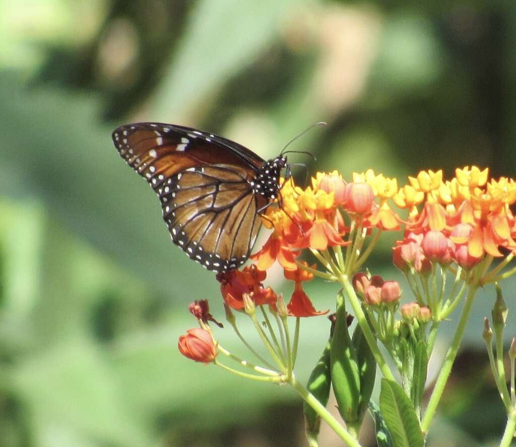 Image of Danaus (Anosia) eresimus subsp. montezuma Talbot 1943