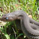 Image of Black pine snake