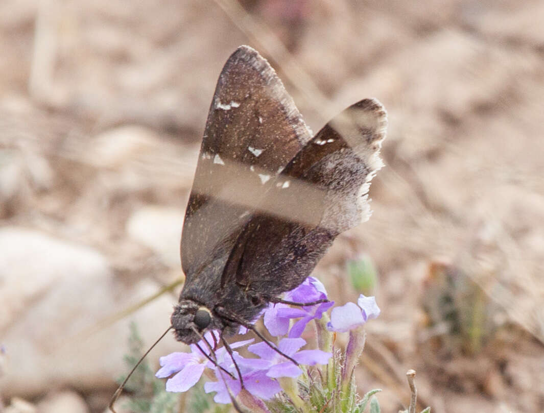 Image of Thorybes pylades albosuffusa H. Freeman 1943