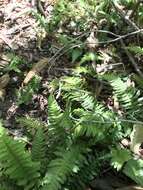 Image of Blechnum hastatum Kaulf.