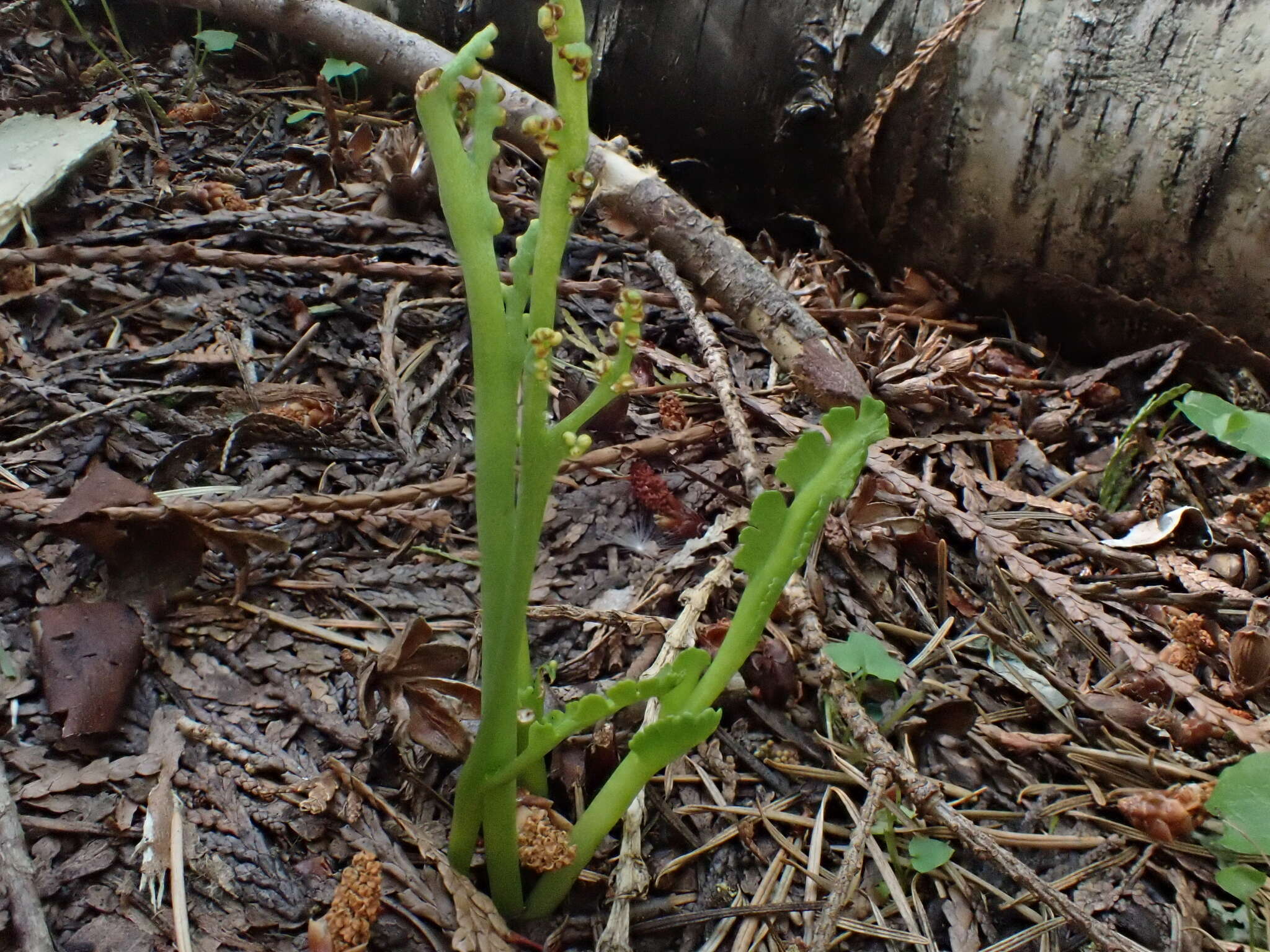 Imagem de Botrychium montanum Wagner