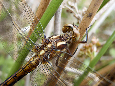 Image of Keeled Skimmer