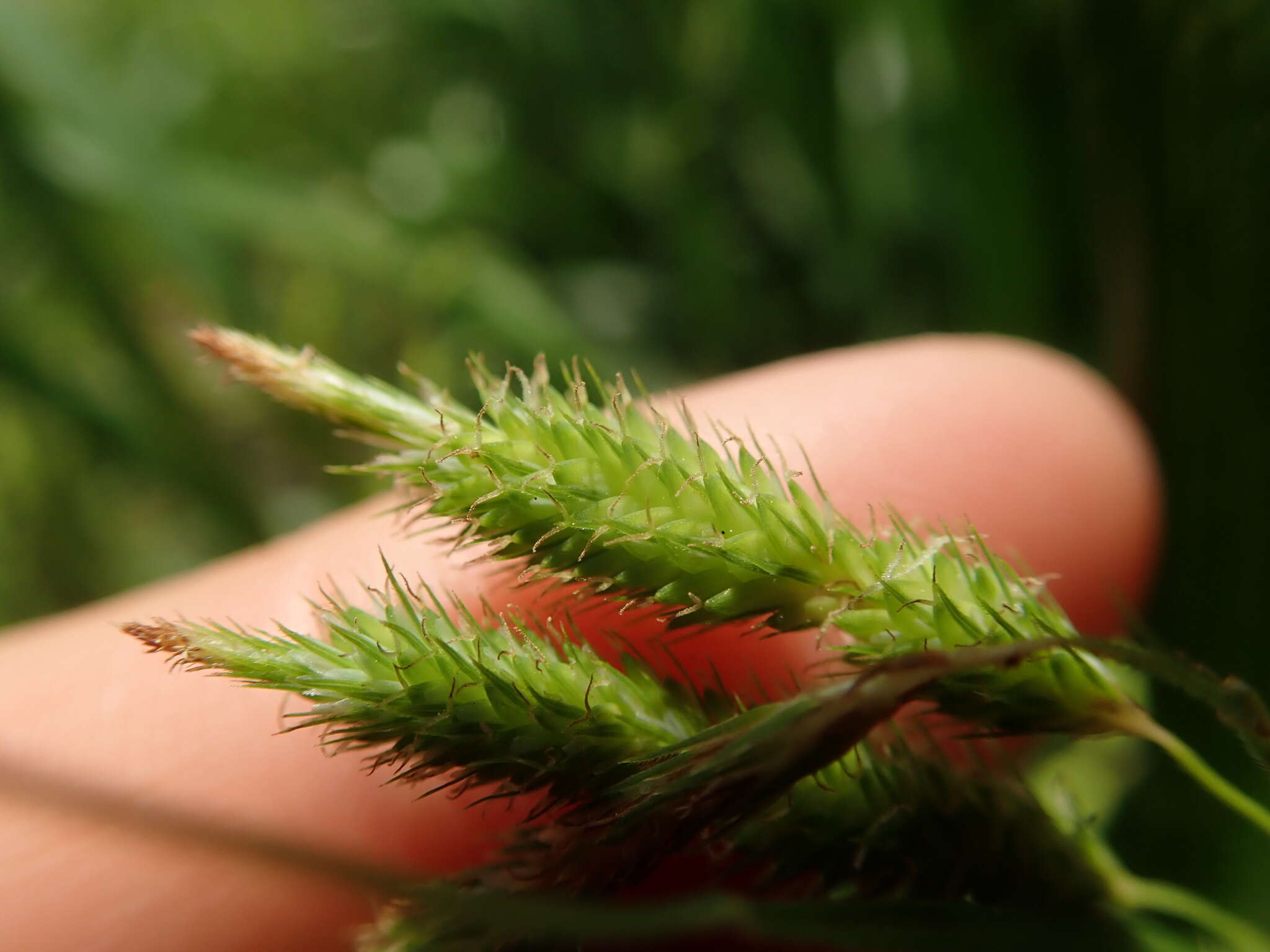 Plancia ëd Carex dimorpholepis Steud.