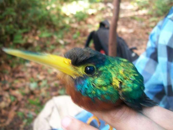 Image of Blue-cheeked Jacamar