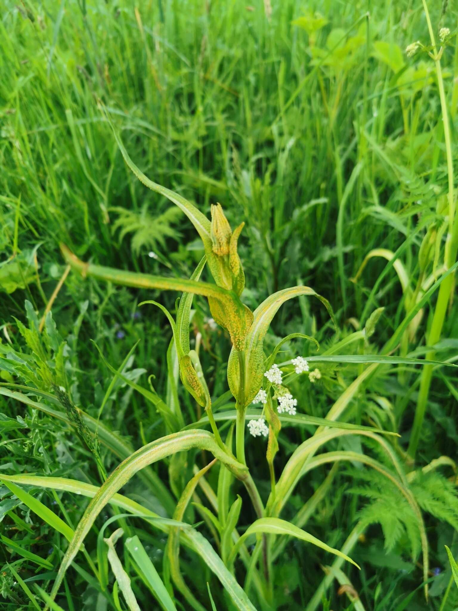 Puccinia hysterium Röhl. 1813的圖片