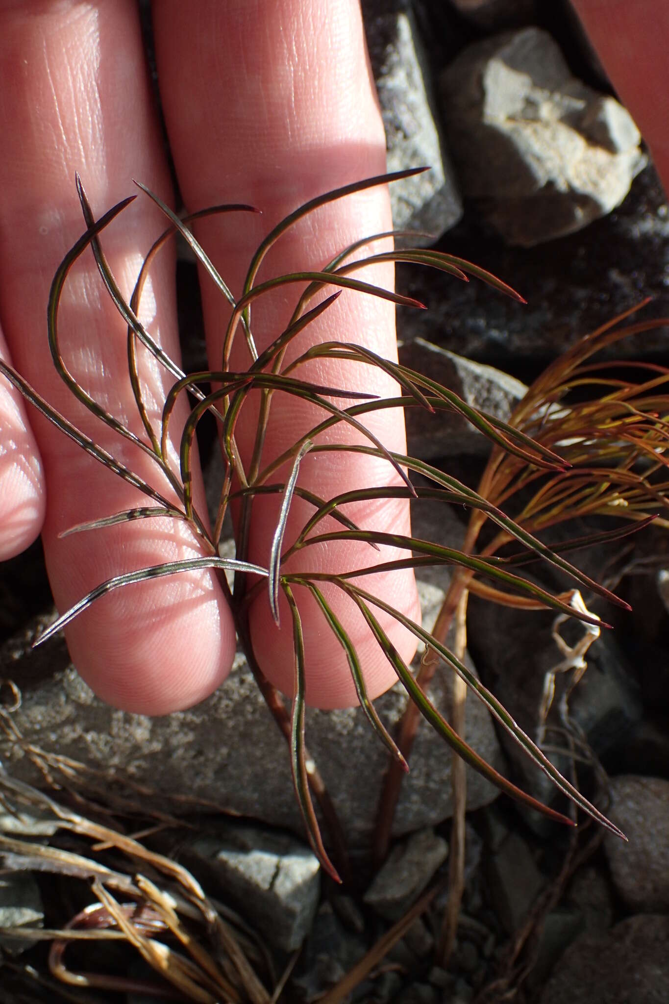 Imagem de Anisotome filifolia (Hook. fil.) Cockayne & Laing