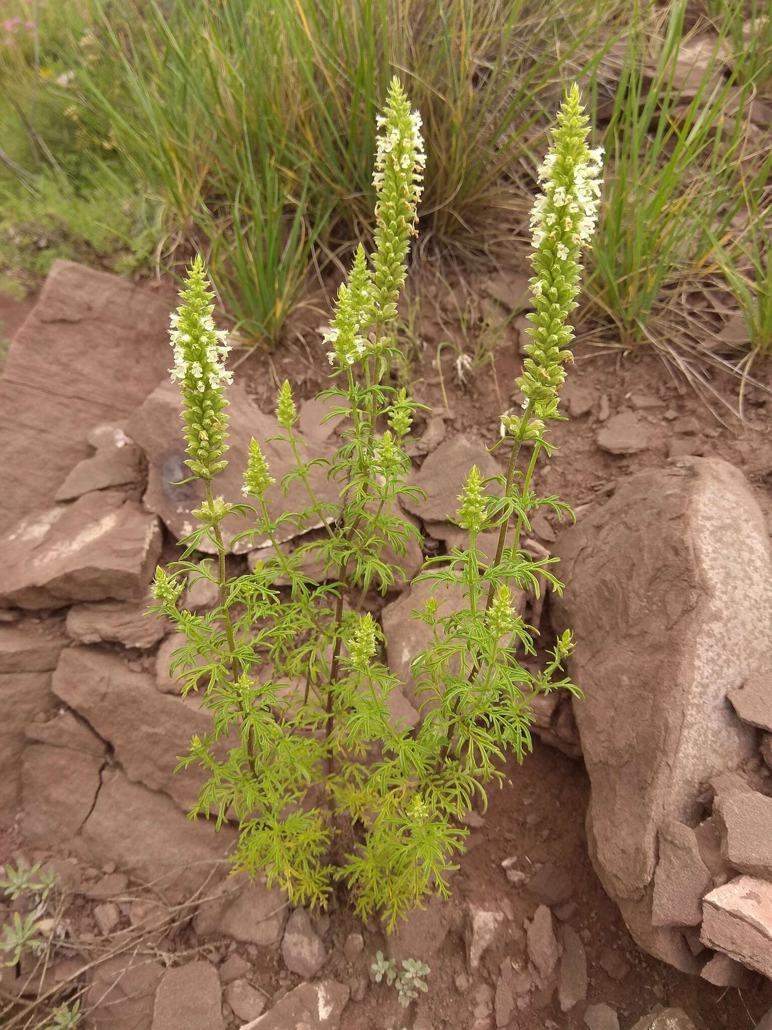 Image de Nepeta annua Pall.